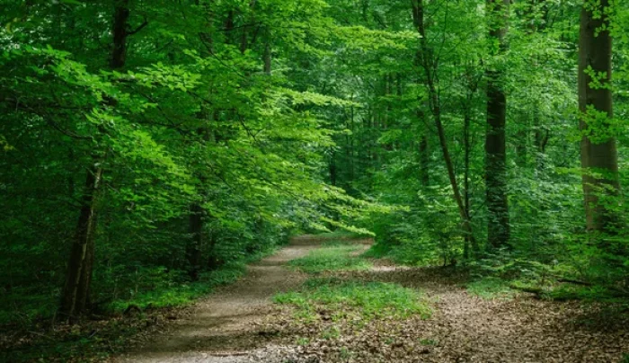 depositphotos_210465876-stock-photo-path-green-beautiful-forest-wurzburg